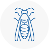 Downham Market Wasp Nest Removal